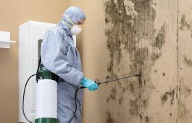 Best Asbestos and Lead Testing During Mold Inspection in Lufkin, TX